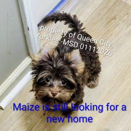 Maize - Chocolate and tan male Yorkshire Terrier puppy in Charlotte, North Carolina from Queen City Yorkies