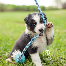 Australian Shepherd Puppies from RD Ranch