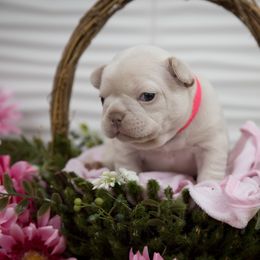 Girl 2 - Cream French Bulldog puppy in West Bloomfield, Michigan from Bully Snob
