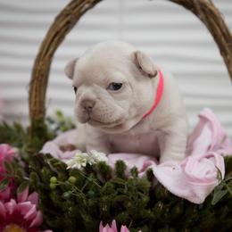 Girl 2 - Cream French Bulldog puppy in West Bloomfield, Michigan from Bully Snob