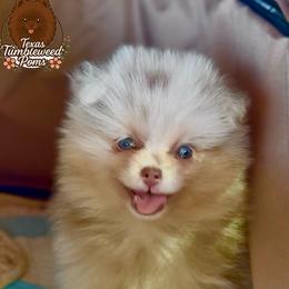 Cookie dough - Chocolate merle female Pomeranian puppy in Eagle Pass, Texas from Texas Tumbleweed Poms