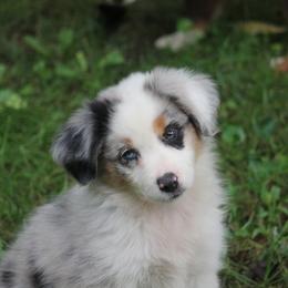 Pensieve Secret X Bolo - Blue merle male Miniature American Shepherd puppy in Tiskilwa, Illinois from First Harmony Farms