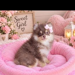 Kira - Chocolate and tan female Pomeranian puppy in Gainesville, Texas from Pomtastic Pomeranians