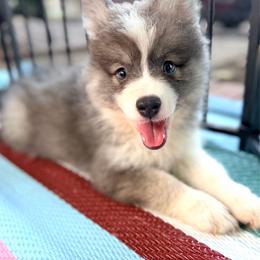 Tiramisu - Blue female Pomsky puppy in Centerville, Iowa from LJ Kennels Pomskies, LLC