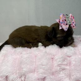 Tawny - Chocolate female Shih Tzu puppy in Columbia, Kentucky from Lisa Bandy Luxe Shih Tzu
