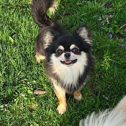 Tito - Chihuahua