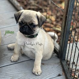 Jillian - Fawn female Pug puppy in Summerville, Georgia from Pearly’s Pugs & Pollywog Poodles