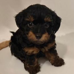 Orange Collar - Phantom male Goldendoodle puppy in Valley Center, Kansas from The Goldendoodle Gal