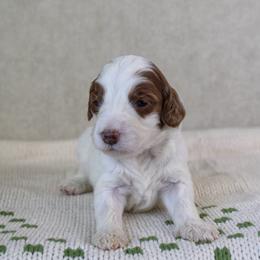 Joy - Parti female Goldendoodle puppy in Warsaw, Ohio from Lovabledoodles