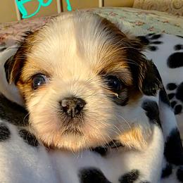Boy 1 p - Gold and white male Shih Tzu puppy in Buxton, Maine from Shih Tzu Junction