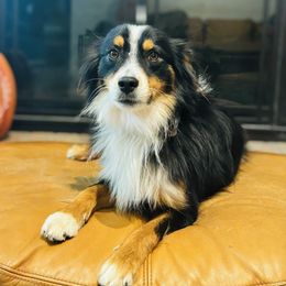 Bowser - Australian Shepherd