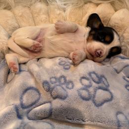 AKC Flounder - Piebald male Dachshund puppy in Erie, Michigan from Champagne’s Grinch Toe’d Dachshunds