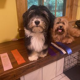 Havanese Puppies from Tye River Havanese