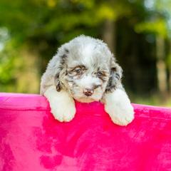 Aussiedoodle, Bordoodle, Goldendoodle, and Sheepadoodle Puppies from Crooked Creek Doodles and Poodles