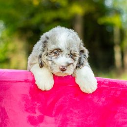 Aussiedoodle, Bordoodle, Goldendoodle, and Sheepadoodle Puppies from Crooked Creek Doodles and Poodles