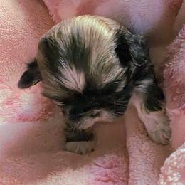 Trinity - Black and tan female Shih Tzu puppy in Center Point, Iowa from Puppies in a Box Shih tzus