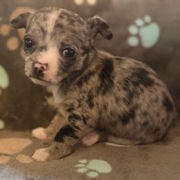 Dior AKC - Blue merle female Chihuahua puppy in Seneca, Missouri from Stephanie’s Puppy Colony