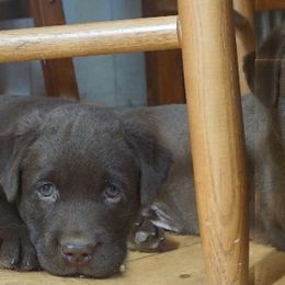 Labrador Retriever Puppies from Barefoot Labradors