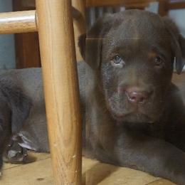 Labrador Retriever Puppies from Barefoot Labradors