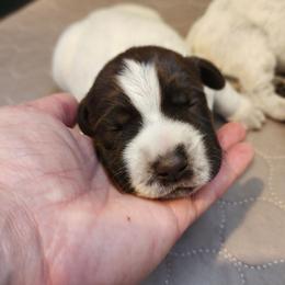 Girl 1 - Brown and gray female Wirehaired Pointing Griffon puppy in Emmett, Idaho from Idaho Wirehaired Pointing Griffons