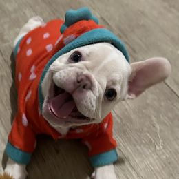 French Bulldogs from Clark II French Bulldogs