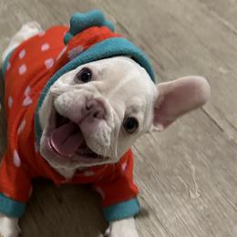 French Bulldogs from Clark II French Bulldogs