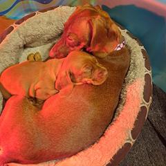 Dachshunds from Heather's Dachshunds
