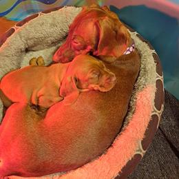 Dachshunds from Heather's Dachshunds