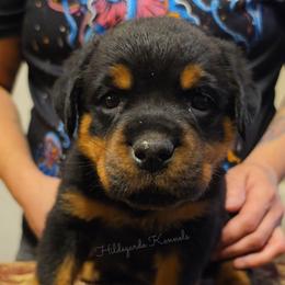 Franklin - Black and mahogany male Rottweiler puppy in Oregon from Hildegarde Kennels