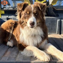 Australian Shepherds from Kicking K Aussies