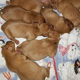 Braque Francais Pyreneans and Vizslas from Wingshot Kennels