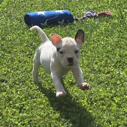 Rolo (White, Ear Patch) - White male American Bulldog puppy in Three Rivers, Michigan from Jemms Kennels