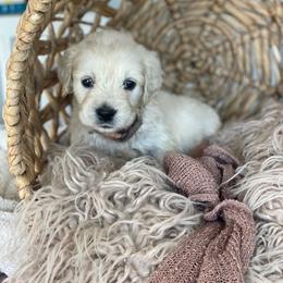 Mr Brown - Light golden male Golden Retriever puppy in Morrill, Kansas from Grimm Girls Farm