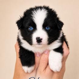 HONOR - Black & white female Australian Shepherd puppy in Gowen, Michigan from XA AUSTRALIAN SHEPHERDS