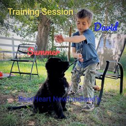 Summer - Black female Newfoundland puppy in Cortez, Colorado from Bear Heart Newfoundlands, LLC