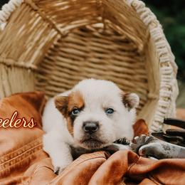 Ember - Red speckled female Australian Cattle Dog puppy in Runnels County, Texas from MC Heelers & Aussies