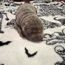 Amethyst Fog - Lilac dilute female Chinese Shar-Pei puppy in Auburn, Kansas from Justin's Chinese Shar-Pei