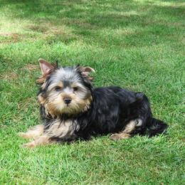Madonna - Blue and gold female Yorkshire Terrier puppy in Portland, Oregon from Bohemian Beauty Yorkshire Terrier