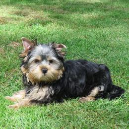 Madonna - Blue and gold female Yorkshire Terrier puppy in Portland, Oregon from Bohemian Beauty Yorkshire Terrier