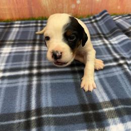 Loretta - Blue belton and tan (tri-color) female English Setter puppy in Rogers, Ohio from StoneyBrook Setters