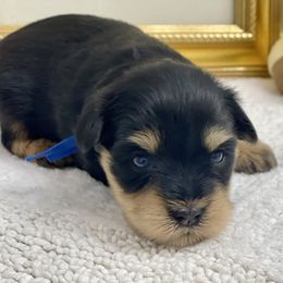 Black and Tan Blue collar - Black and silver male Miniature Schnauzer puppy in Calhoun, Georgia from The BrickHouse Miniature Schnauzers