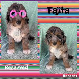 Fajita - Blue merle female Bernedoodle puppy in Godwin, North Carolina from Farm Sweet Farm Doodles