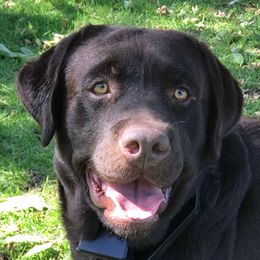 Labrador Retrievers from Dee's Labrador Retrievers