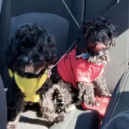 Cavapoos from K & T Cavapoo