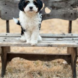 Bernedoodle Puppies from Furry Tail Doodles