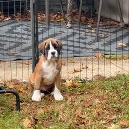 James From Tripillya - Fawn male Boxer puppy in Cincinnati, Ohio from Kennel From Tripillya