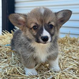 Vinny - Fawn and white male American Corgi puppy in East Oakdale, California from Rhettro Kennels
