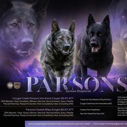 German Shepherd puppies from Parsons German Shepherds