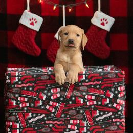 Labrador Retriever Puppies from Sun Ridge Labradors