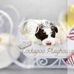 Vixen Valentines special with deposit - Brown and white female Cockapoo puppy in Demorest, Georgia from Royal Cockapoo Playhouse